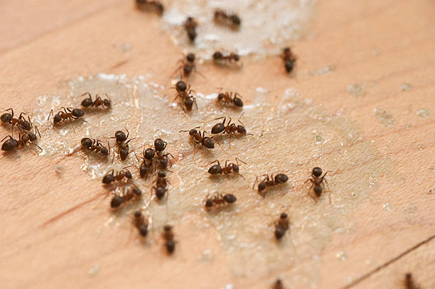 Pest Control for Restaurants in Wrightsville, GA